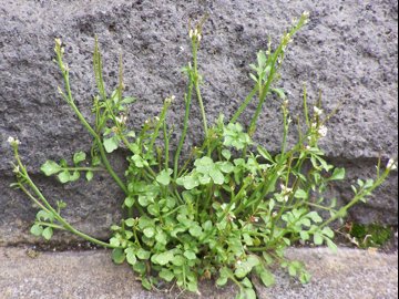 Una crucifera dall''Etna - Cardamine hirsuta